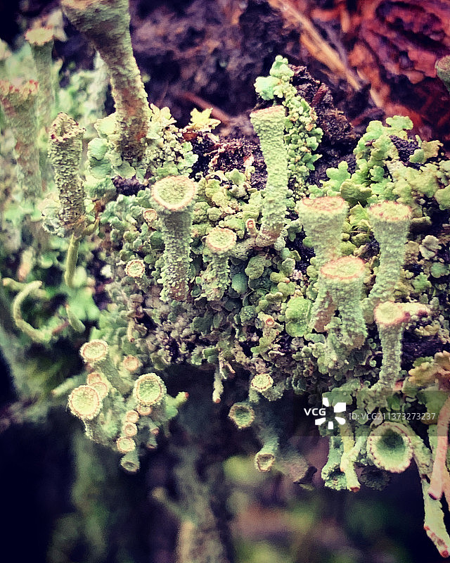 德国，生长在树上的苔藓特写图片素材