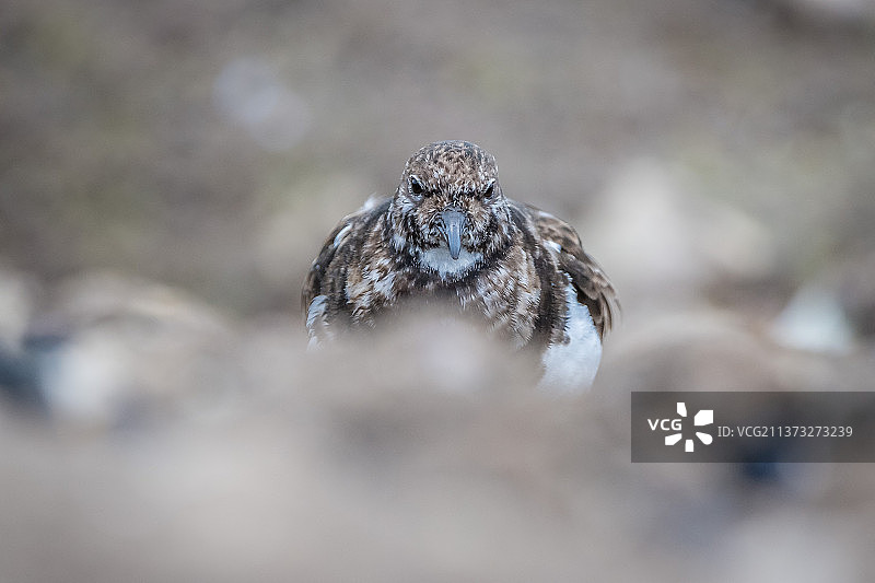 冬季的翻石鹬特写，法国拉图巴勒图片素材
