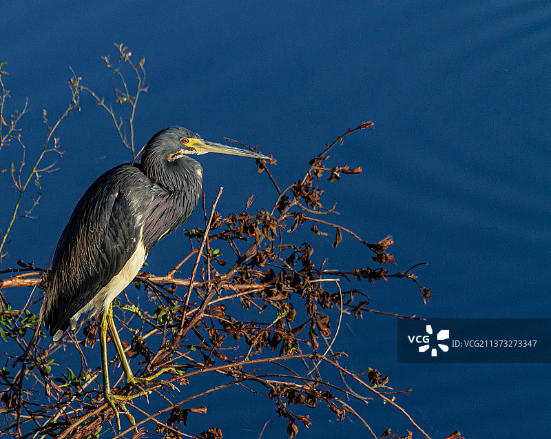 晨光中的三色鹭，低角度拍摄的栖息在树枝上的苍鹭图片素材