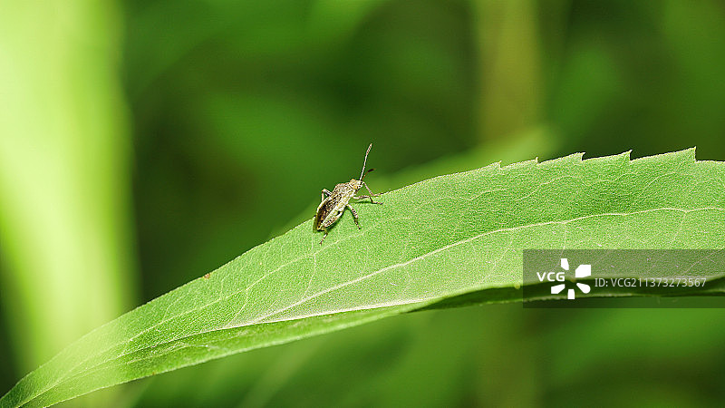 点脉长蝽，Goeze，昆虫在叶子上的特写，意大利图片素材