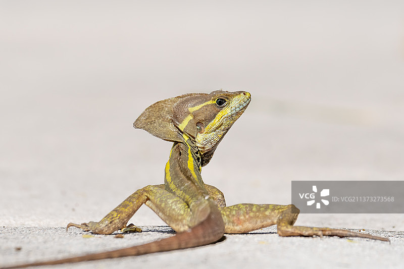 棕色蛇怪，岩石上的鬣蜥特写图片素材