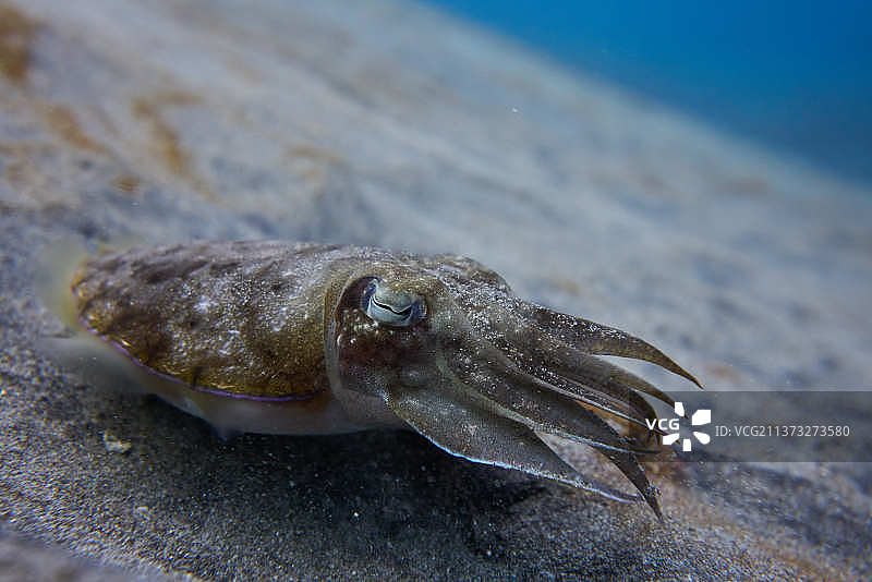 乌贼对视，鱼在海中游泳的特写，努沙伯尼达，巴厘岛，印度尼西亚图片素材