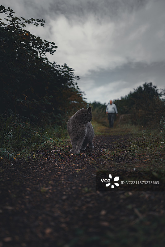 狗在田野上行走，背景是天空，莱利斯塔德，荷兰图片素材