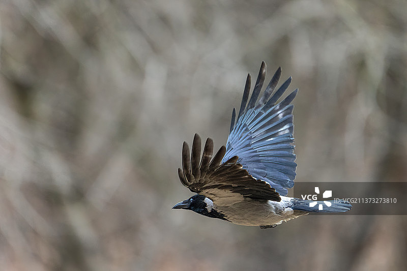 飞翔的乌鸦特写，克拉科夫斯卡，波兰图片素材
