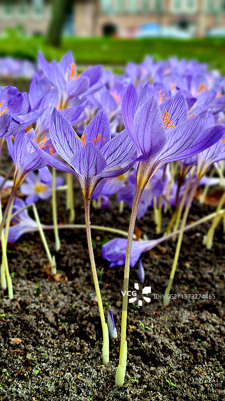 紫色番红花花田的特写图片素材