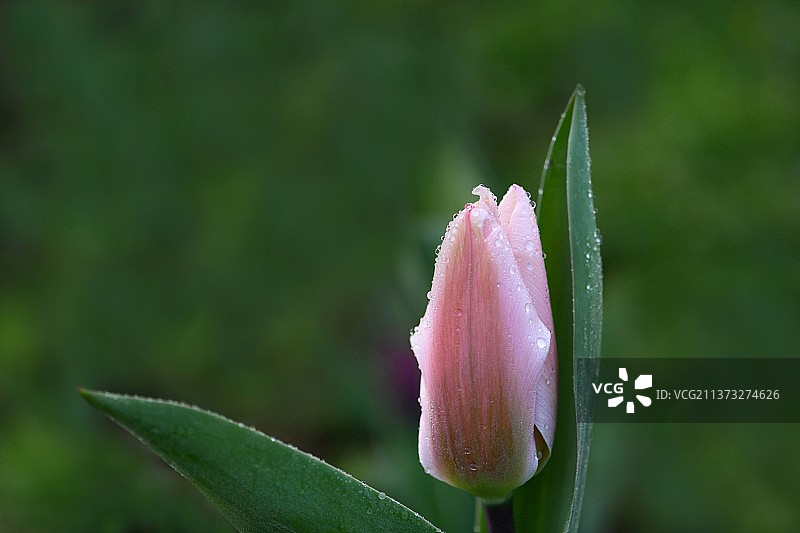 一朵郁金香不成春图片素材
