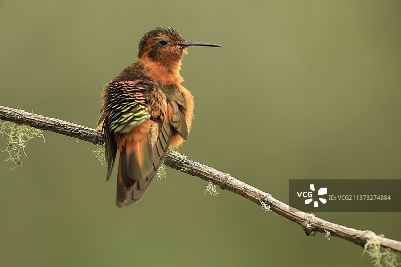 闪耀的阳光——铜色蜂鸟栖息在树枝上的特写图片素材