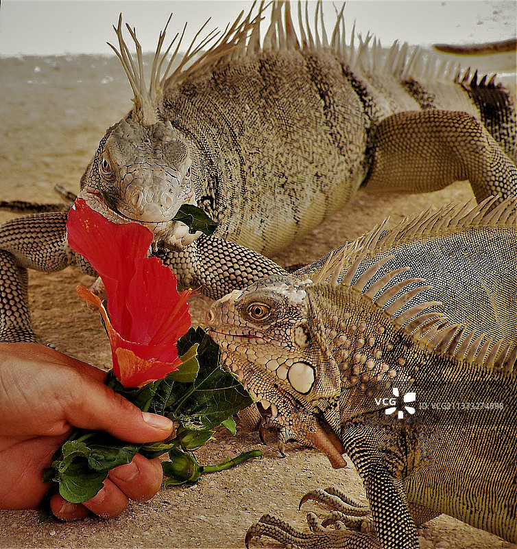 手部在沙滩喂鬣蜥特写图片素材