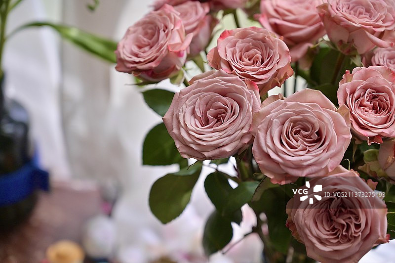 新加坡花瓶中的玫瑰特写图片素材