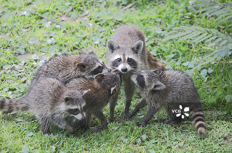 浣熊和兄弟姐妹在草地上玩耍（美国南卡罗来纳州默勒尔斯 inlet）图片素材