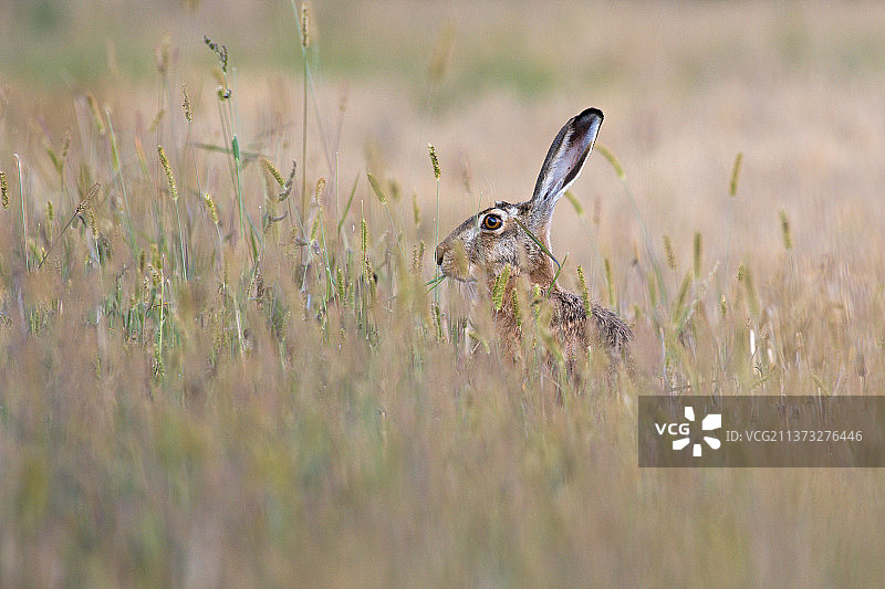在捷克共和国高高的草丛中吃草的野兔图片素材
