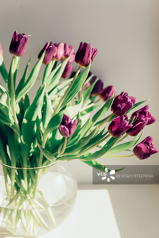 情人节或母亲节紫色郁金香图片素材