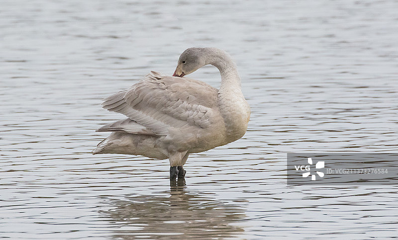 小天鹅，英国格洛斯特斯利姆布里奇湖中水鸟侧视图图片素材