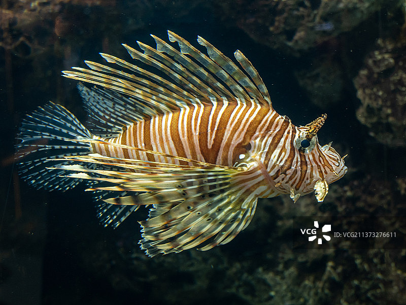 狮子鱼特写：热带咸水鱼在海中游动图片素材