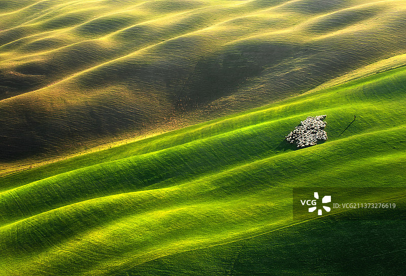 农田中的羊群高角度视图图片素材