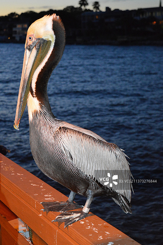 棕色鹈鹕栖息在码头特写，圣西蒙斯岛，佐治亚州，美国图片素材