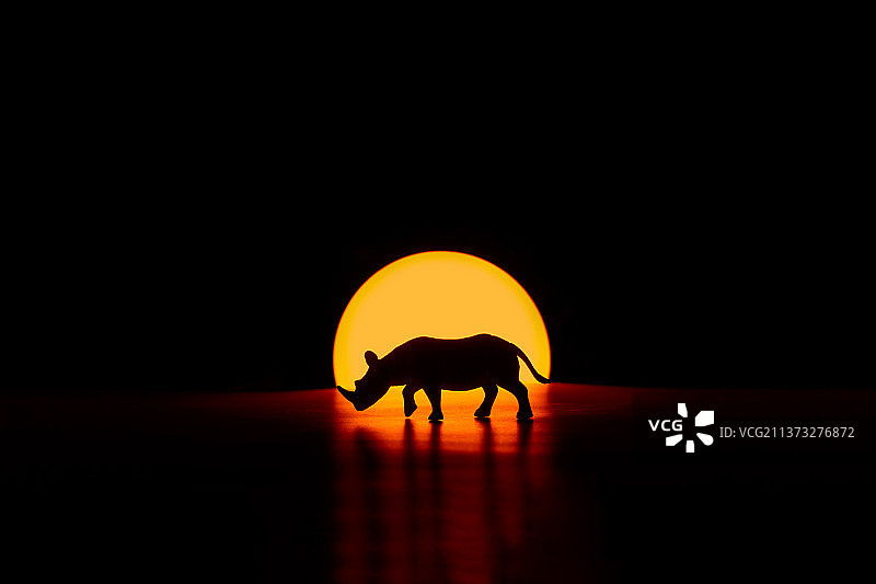 犀牛在日落时分站在田野上，孤独的轮廓图片素材