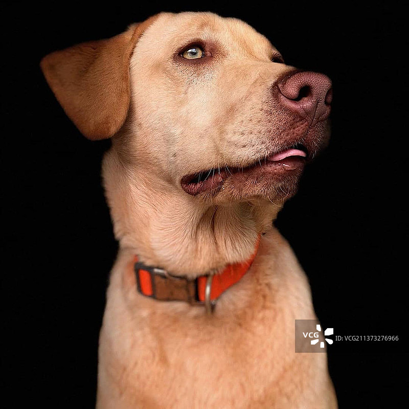黑色背景下的拉布拉多寻回犬特写图片素材