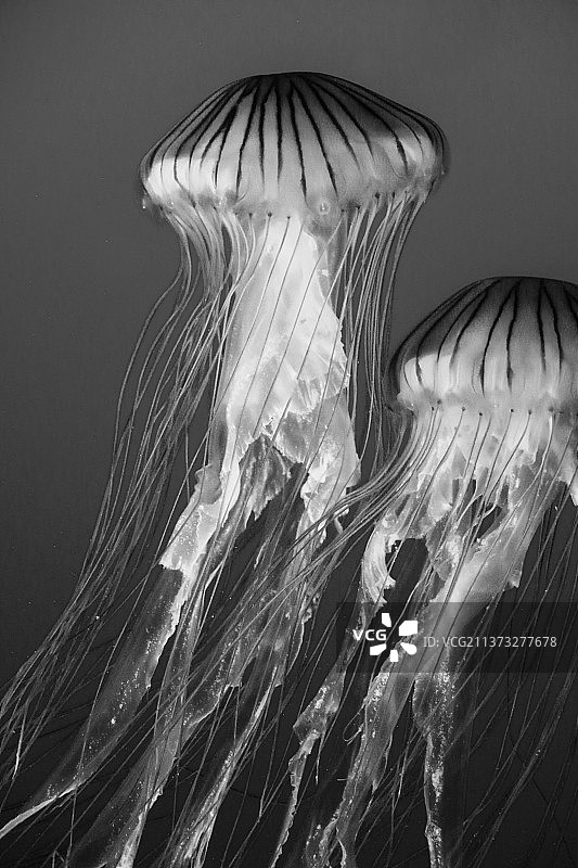 海中游泳的水母特写图片素材