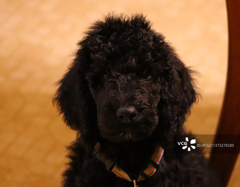 贵宾犬特写图片素材