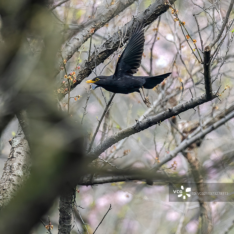 飞来一只乌鸫图片素材