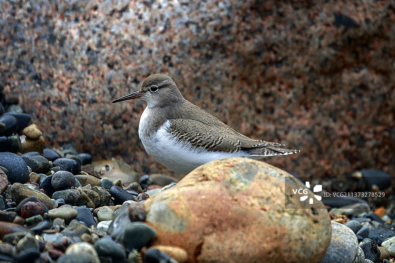 斑点鹬特写，栖息在美国缅因州海滩岩石上图片素材