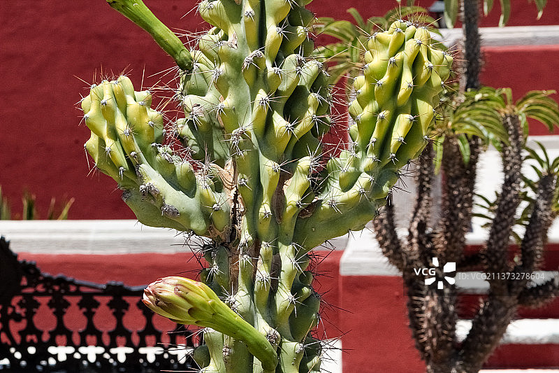 公园漫步：仙人掌植物特写，墨西哥圣米格尔德阿连德图片素材