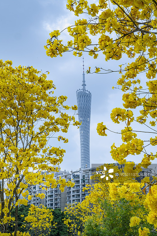 广州塔与黄花风铃木图片素材