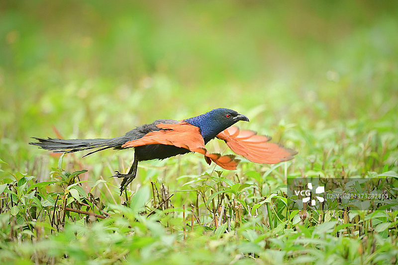 褐翅鸦鹃起飞瞬间图片素材