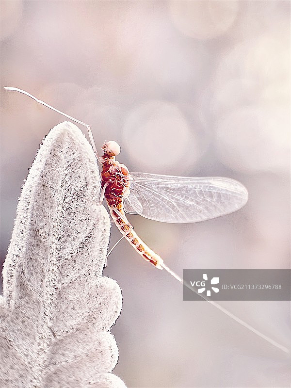 天使~蜉蝣图片素材