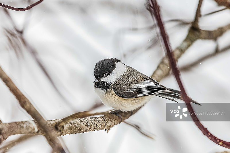 呆萌的鸟图片素材