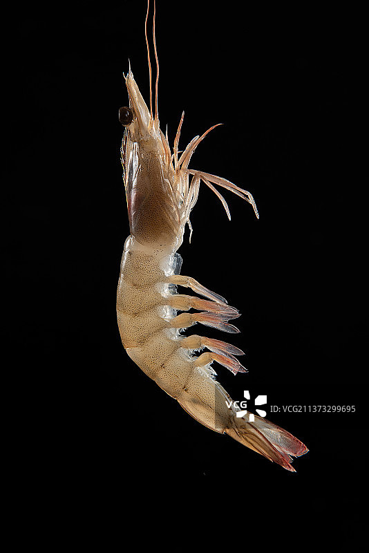 黑色背景上的一只白对虾图片素材