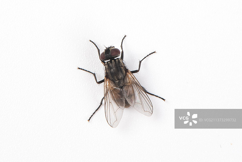 白色背景上的一只苍蝇图片素材