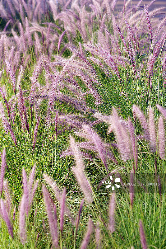 观赏草：紫穗狼尾草图片素材
