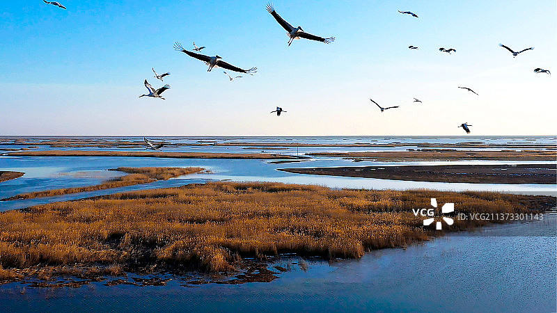 东营市鸟东方白鹳图片素材