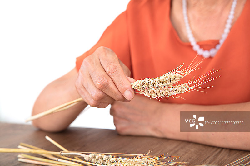 农业相关专家正在查看抽样出来成熟的麦穗图片素材