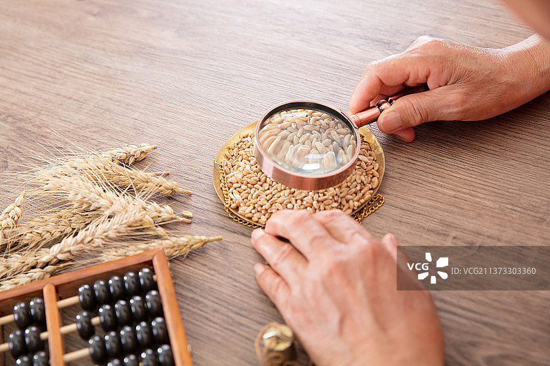 农业科学家正在抽查当年新麦的收获情况图片素材