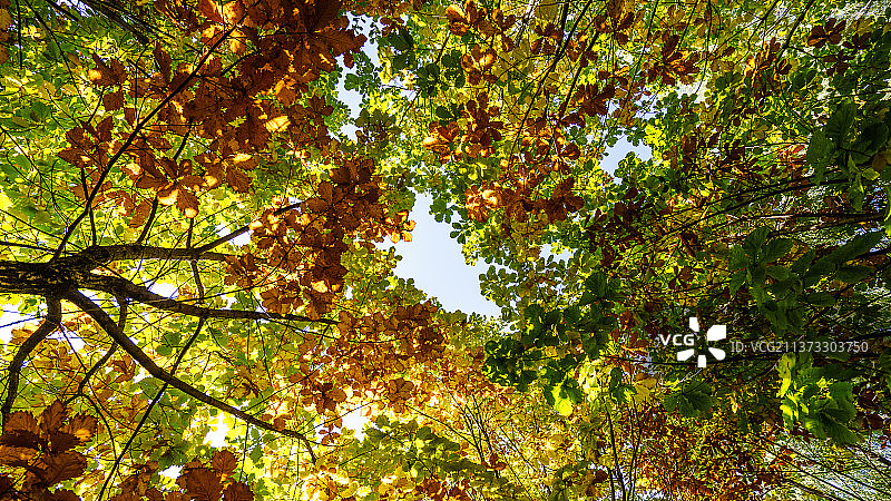 黑龙江大学秋季景色图片素材