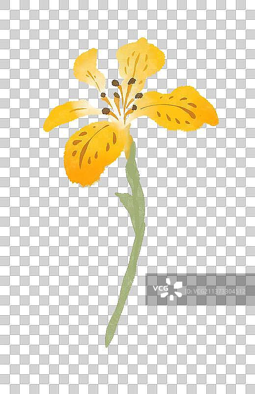 春天黄色鸢尾花插画元素图片素材