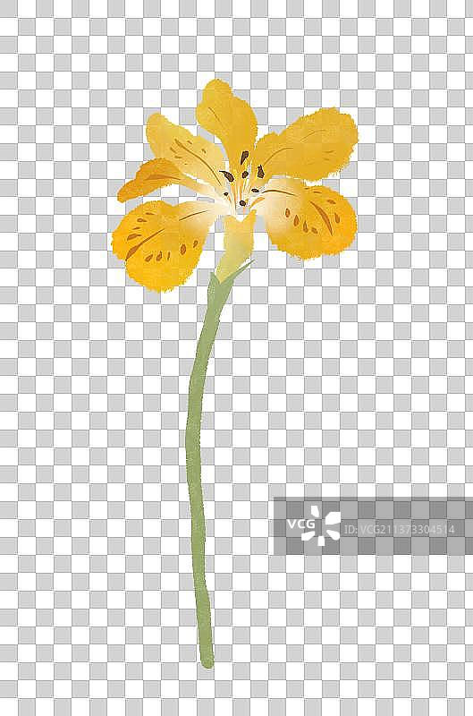 春天黄色鸢尾花插画元素图片素材