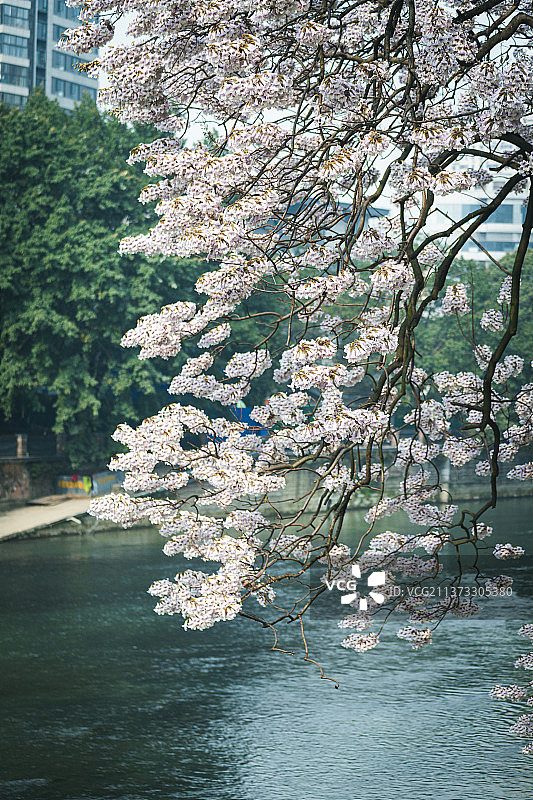 泡桐花开图片素材