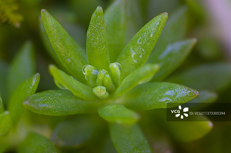 佛甲草图片素材