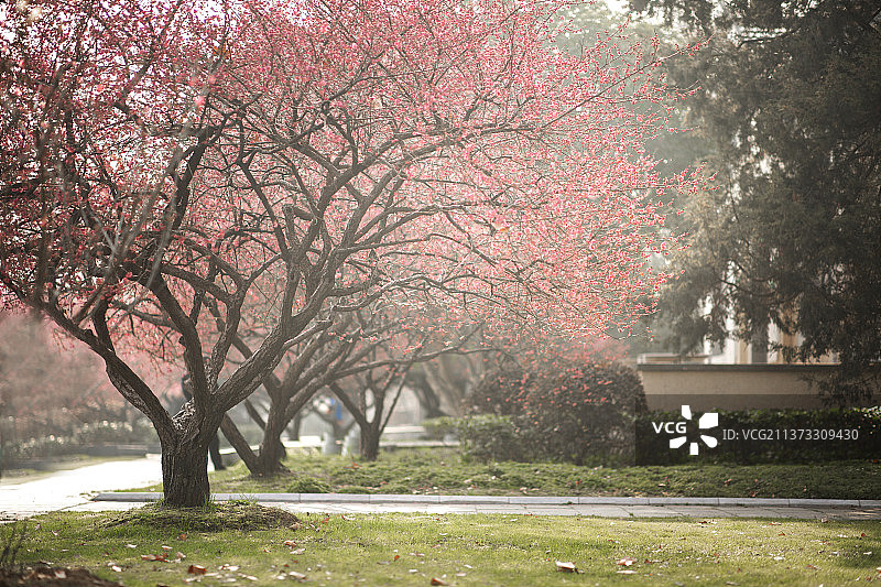 梅林图片素材