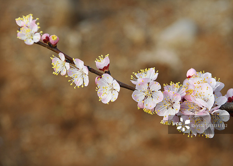 山东枣庄山亭区公园内粉色的杏花图片素材
