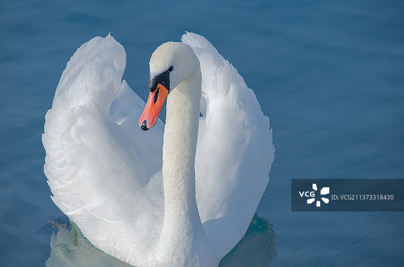 天鹅图片素材