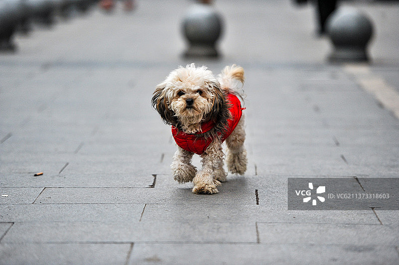 萌宠之狗图片素材