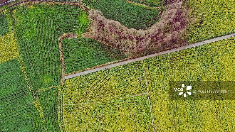 春日的油菜花田和小麦图片素材