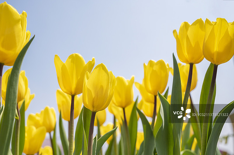 黄色的郁金香图片素材