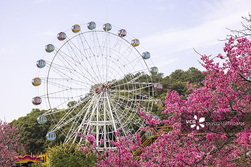 樱花-摩天轮1图片素材