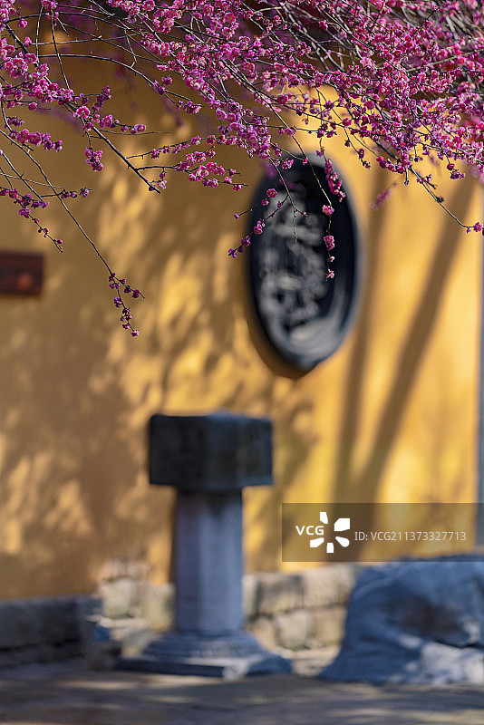 铁佛寺梅花落满地图片素材